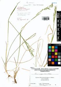 Poa sibirica Roshev., Siberia, Baikal & Transbaikal region (S4) (Russia)