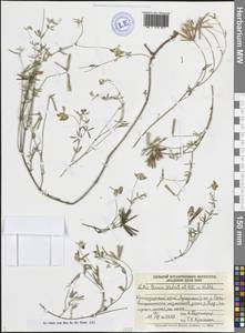 Lotus tenuis Waldst. & Kit. ex Willd., Caucasus, Black Sea Shore (from Novorossiysk to Adler) (K3) (Russia)