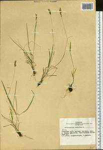 Anthoxanthum odoratum L., Siberia, Altai & Sayany Mountains (S2) (Russia)
