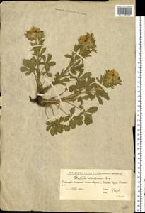 Potentilla astracanica Jacq., Eastern Europe, Lower Volga region (E9) (Russia)