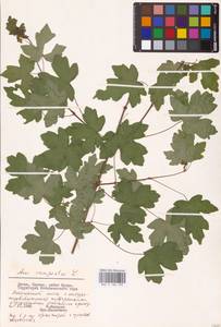 Acer campestre L., Eastern Europe, Lithuania (E2a) (Lithuania)