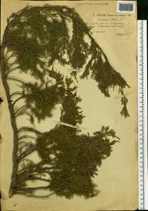 Juniperus sabina L., Eastern Europe, Lower Volga region (E9) (Russia)