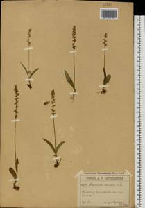 Herminium monorchis (L.) R.Br., Eastern Europe, Moscow region (E4a) (Russia)