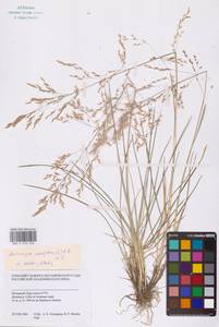 Deschampsia cespitosa (L.) P.Beauv., Eastern Europe (no precise locality) (E0)