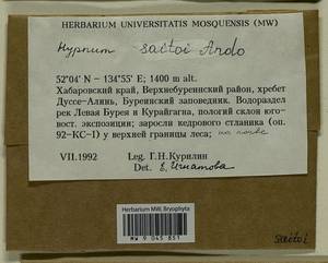 Hypnum saitoi Ando, Bryophytes, Bryophytes - Russian Far East (excl. Chukotka & Kamchatka) (B20) (Russia)