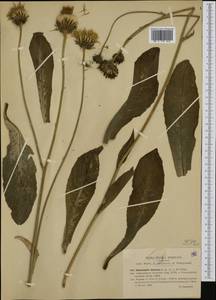 Trommsdorffia maculata subsp. maculata, Western Europe (EUR) (Italy)