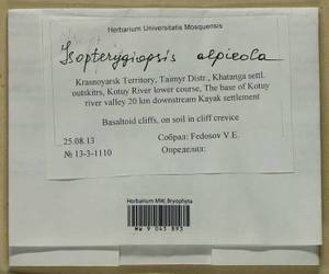 Isopterygiella alpicola (Lindb.) Ignatov & Ignatova, Bryophytes, Bryophytes - Krasnoyarsk Krai, Tyva & Khakassia (B17) (Russia)