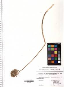 Allium delicatulum Siev. ex Schult. & Schult.f., Eastern Europe, Middle Volga region (E8) (Russia)