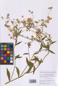 Erigeron annuus (L.) Pers., Eastern Europe, Moscow region (E4a) (Russia)