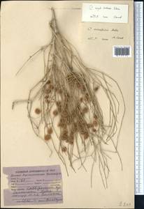 Calligonum caput-medusae Schrenk, Middle Asia, Karakum (M6) (Turkmenistan)