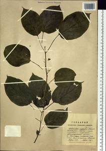 Actinidia arguta (Siebold & Zucc.) Planch. ex Miq., Siberia, Russian Far East (S6) (Russia)