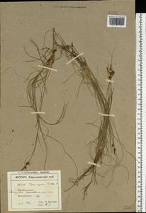 Carex supina Willd. ex Wahlenb., Eastern Europe, North Ukrainian region (E11) (Ukraine)