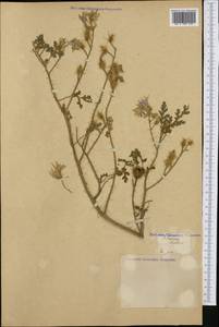 Solanum sisymbriifolium Lam., Botanic gardens and arboreta (GARD) (Not classified)