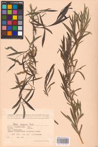Salix caspica Pall., Eastern Europe, Lower Volga region (E9) (Russia)