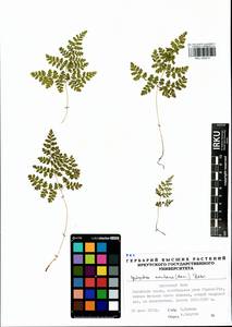 Cystopteris montana (Lam.) Desv., Siberia, Baikal & Transbaikal region (S4) (Russia)