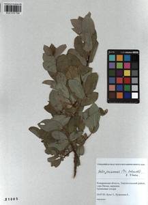 Salix jenisseensis (Fr. Schmidt) B. Floder., Siberia, Altai & Sayany Mountains (S2) (Russia)