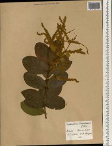 Combretum tomentosum G. Don, Africa (AFR) (Mali)