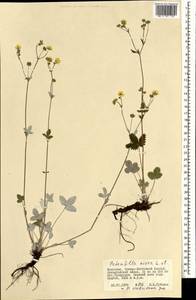 Potentilla crebridens Juz., Mongolia (MONG) (Mongolia)