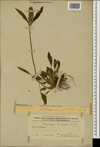 Prunella laciniata (L.) L., Caucasus, Azerbaijan (K6) (Azerbaijan)