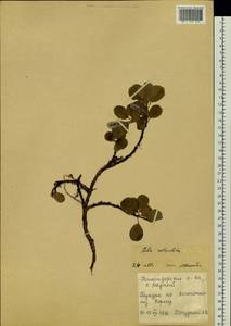 Salix reticulata L., Siberia, Chukotka & Kamchatka (S7) (Russia)