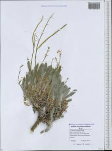 Matthiola odoratissima (Pall. ex M.Bieb.) W.T. Aiton, Caucasus, Stavropol Krai, Karachay-Cherkessia & Kabardino-Balkaria (K1b) (Russia)