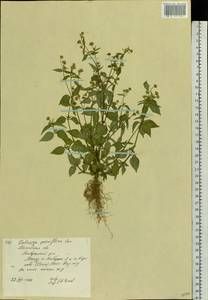 Galinsoga parviflora Cav., Eastern Europe, Moscow region (E4a) (Russia)