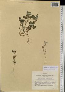 Chenopodium pamiricum Iljin, Siberia, Altai & Sayany Mountains (S2) (Russia)