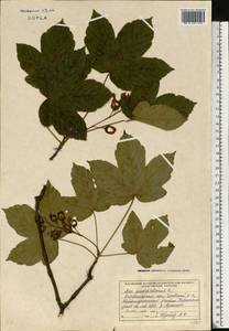 Acer pseudoplatanus L., Eastern Europe, West Ukrainian region (E13) (Ukraine)