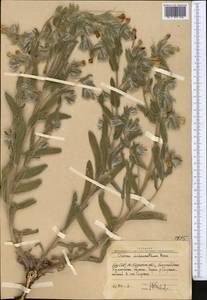 Onosma dichroantha Boiss., Middle Asia, Western Tian Shan & Karatau (M3) (Uzbekistan)