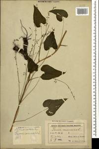 Dioscorea communis (L.) Caddick & Wilkin, Caucasus, Azerbaijan (K6) (Azerbaijan)