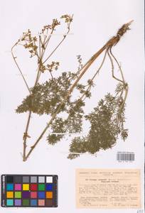 Ferulago galbanifera (Mill.) W. D. J. Koch, Eastern Europe, North Ukrainian region (E11) (Ukraine)