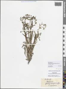 Pseudoheterocaryum szovitsianum (Fisch. & C. A. Mey.) Kaz. Osaloo & Saadati, Middle Asia, Karakum (M6) (Turkmenistan)