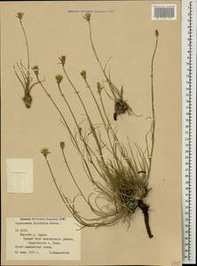 Gelasia filifolia (Boiss.) Zaika, Sukhor. & N. Kilian, Caucasus, North Ossetia, Ingushetia & Chechnya (K1c) (Russia)