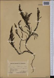 Cassiope tetragona (L.) D. Don, Siberia, Chukotka & Kamchatka (S7) (Russia)