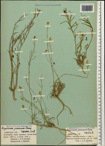 Erysimum subulatum J. Gay, Caucasus, Armenia (K5) (Armenia)