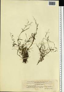 Ranunculus flammula, Eastern Europe, South Ukrainian region (E12) (Ukraine)