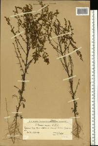 Artemisia scoparia Waldst. & Kit., Caucasus, Dagestan (K2) (Russia)