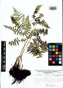 Diplazium sibiricum (Turcz. ex Kunze) Sa.Kurata, Siberia, Baikal & Transbaikal region (S4) (Russia)