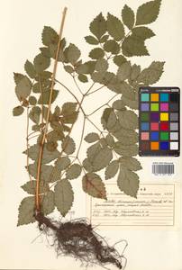 Astilbe rubra Hook. fil. & Thomson, Siberia, Russian Far East (S6) (Russia)