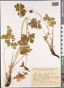 Aquilegia olympica Boiss., Caucasus, Georgia (K4) (Georgia)