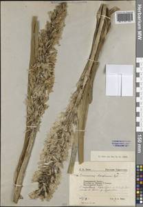 Eremurus kaufmannii Regel, Middle Asia, Pamir & Pamiro-Alai (M2) (Uzbekistan)