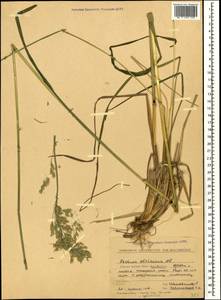 Festuca altissima All., Caucasus, Stavropol Krai, Karachay-Cherkessia & Kabardino-Balkaria (K1b) (Russia)