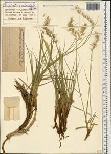 Cenchrus orientalis (Rich.) Morrone, Caucasus, Armenia (K5) (Armenia)