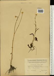 Rhaponticum repens (L.) Hidalgo, Eastern Europe, Middle Volga region (E8) (Russia)