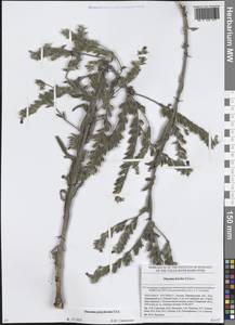 Onosma polychroma Klokov, Eastern Europe, Eastern region (E10) (Russia)