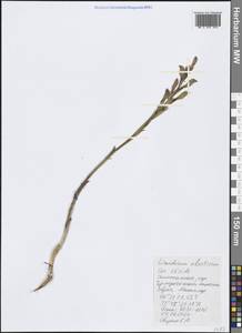 Limodorum abortivum (L.) Sw., Crimea (KRYM) (Russia)