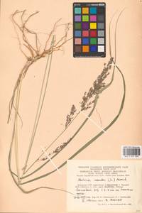 Molinia caerulea (L.) Moench, Eastern Europe, Lithuania (E2a) (Lithuania)