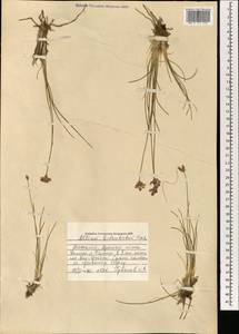 Allium bidentatum Fisch. ex Prokh. & Ikonn.-Gal., Mongolia (MONG) (Mongolia)