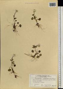 Ranunculus sulphureus Sol., Siberia, Central Siberia (S3) (Russia)