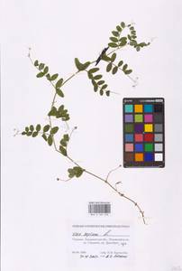 Vicia sepium L., Eastern Europe, West Ukrainian region (E13) (Ukraine)